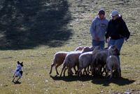 Farmdog Suzy is very serious about herding. Danish/ Swedish Farmdogs were breed to herd sheep and small animals on the farm.