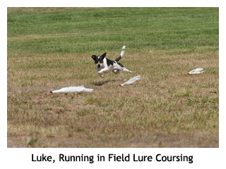 Lure Coursing - Danish/Swedish Farmdogs