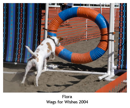 http://www.farmdogs.org/Farmdog101/LureCoursing/images/Wags-2004-Flora_0106_png.jpg