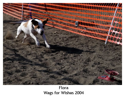http://www.farmdogs.org/Farmdog101/LureCoursing/images/Wags-2004-Flora_0133_png.jpg