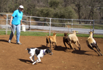 Suzy Herding