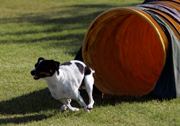 Danish/Swedish Farmdog Suzy Loves Agility