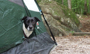 Danish/Swedish Farmdog Jake likes Camping