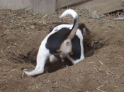 Danish/Swedish Farmdogs are natural Earthdogs - Go-To-Ground participants