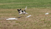 Danish/Swedish Farmdog Luke races the Lure Course