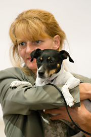 Danish/Swedish Farmdog Maddy competes in Obedience Trials