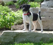 Danish/Swedish Farmdog Scout likes Hunting