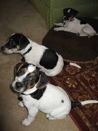 Clover, Austin and Dash