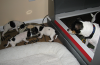 Soonja and puppies
