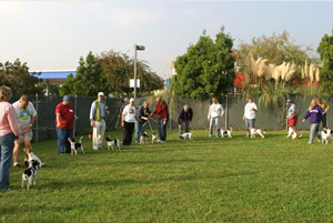 Show ring