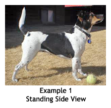 Example 1 - Standing Side View: Danish/Swedish Farmdog