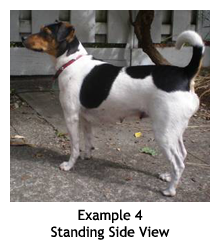 Example 3 - Standing Side View: Danish/Swedish Farmdog