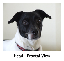 Head - frontal View: Danish/Swedish Farmdog