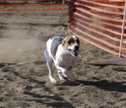 Tilly Lure Course