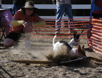 Tilly - Lure Coursing