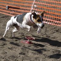 Tilly Lure Course