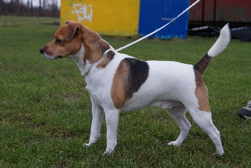 danish swedish farmdog