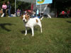 Hilde 10-04BF03